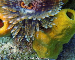 A Magnificant Feather Duster which looks like an underwat... by Paul Steinberg 